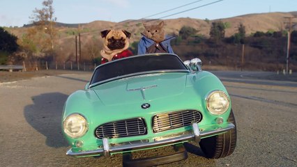 Cutest cat and Dog Road Trip - Pet Lover Like You