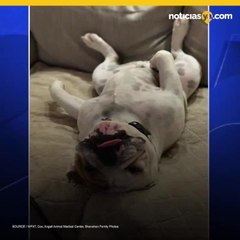 Veterinarios remueven 19 chupetes del estmago de un perro bulldog