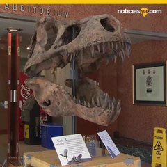 Descubren el fósil de un tiranosaurio más grande jamás encontrado