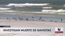 Gaviotas muertas