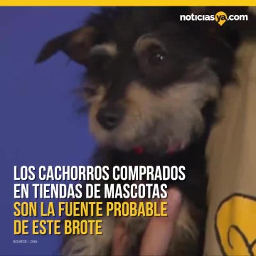 Cachorros vendidos en tiendas de mascotas están enfermando a la gente