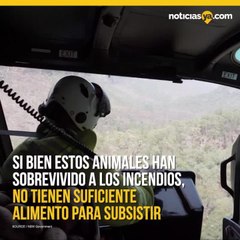 Lanzan zanahorias y batatas para alimentar a animales en Australia.mp4