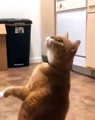 cute cat and bubbles #cat #viral #fyp