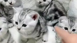 cute baby cat twins #pet