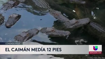 Autoridades investigan si un caimán mató a un hombre