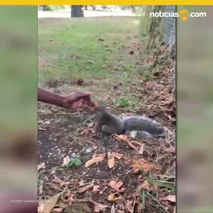 Ardilla pide ayuda de una mujer