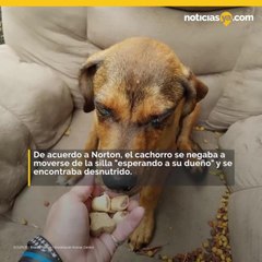 Perro fue abandonado en un silln a un costado de una carretera