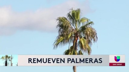 Remueven cientos de palmeras para prevenir incendios en San Diego