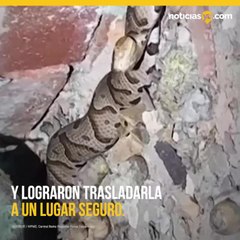 Mujer fue mordida por serpiente venenosa mientras lavaba en su casa.mp4