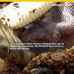 Serpiente devora a un cocodrilo en Australia