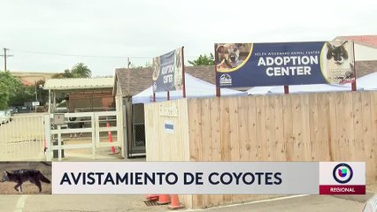 Avistamiento de coyotes en Vista