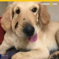 Perro salva a su duena de mordedura de vibora de cascabel