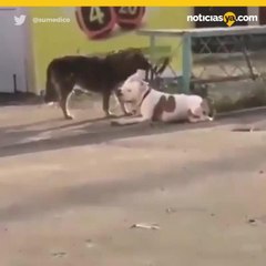 Perro callejero desata la correa de otro y lo pone en libertad