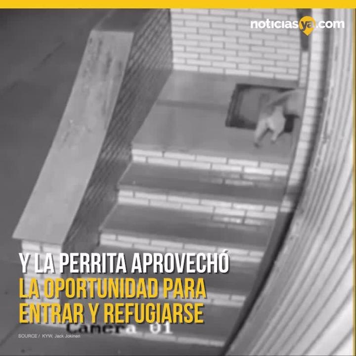 Perrita enferma se mete a casa y encuentra hogar para siempre