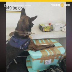 Narcopeluches, tiernos y peligrosos regalos enviados por paquetera.mp4