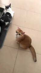 Happy cat ~ baby are you hungry? Say hey hoo, HEY HOOO...