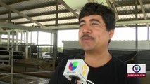 Dos hispanos se dedican al cuidado de vacas
