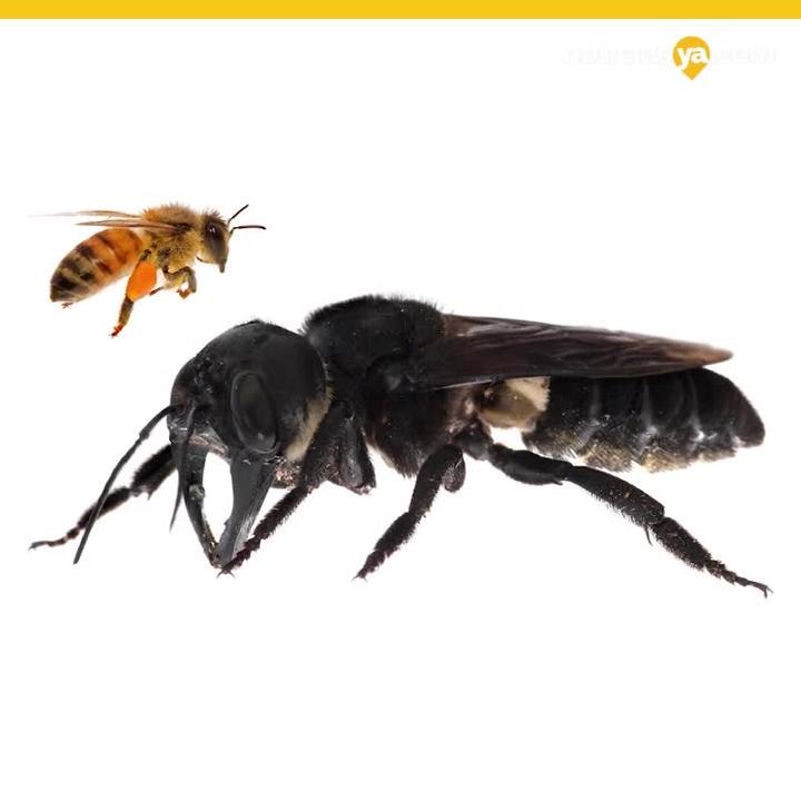 Abeja gigante
