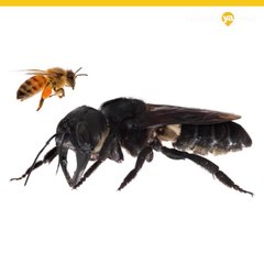 Abeja gigante