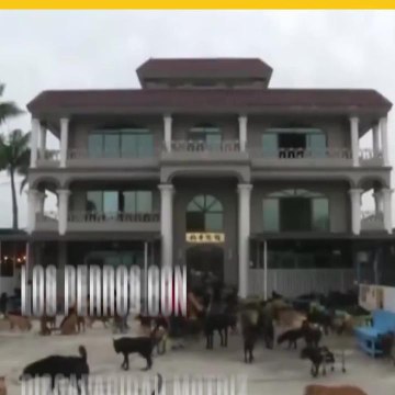 Mecánico diseña sillas de ruedas para perros con tuberías