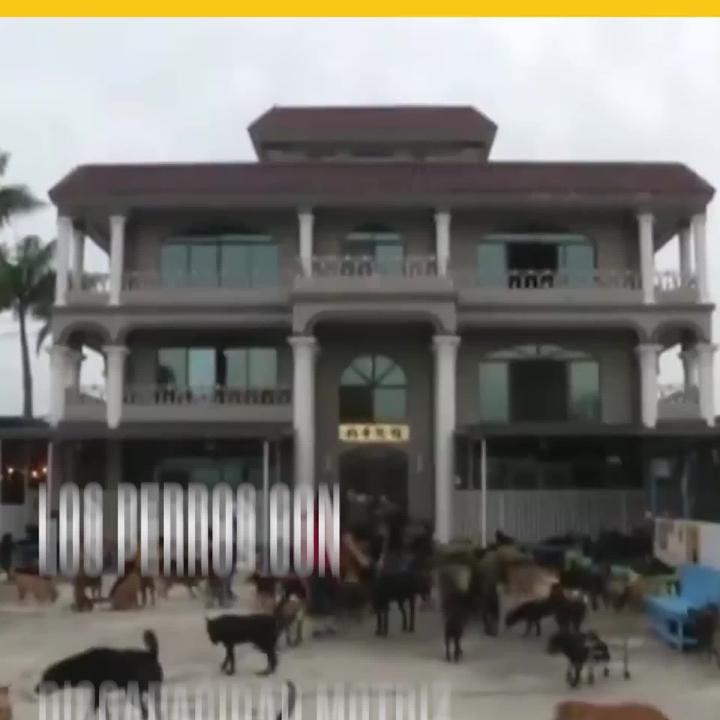 Mecánico diseña sillas de ruedas para perros con tuberías