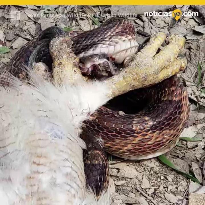 Halcon contra serpiente