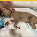 Muere pitbull defendiendo a sus duenos