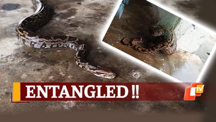 Watch: Python Stuck In Fishing Net Rescued In Odisha’s Gopalpur