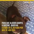 Se muda a refugio de animales para conseguir que adopten a una perra