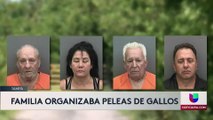 Peleas gallos