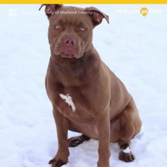 Un cachorro perdido volvió a casa pero su dueña ya no lo aceptó