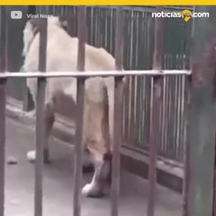 Leon se arranca la cola en zoológico de China