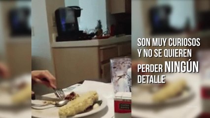 Razones por las que amamos a los perros