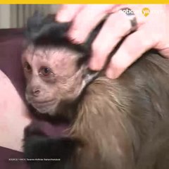Monos de apoyo emocional