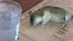 Rata viva cayo sobre menu de una mujer en restaurante de LA