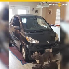 Hombre estaciona auto en la cocina para que no se lo lleve Dorian