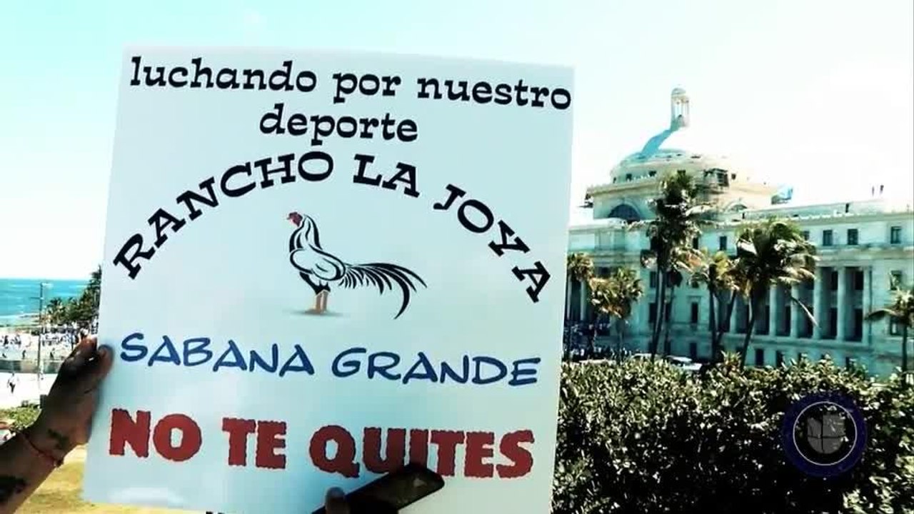 Puerto Rico: La Realidad - Las peleas de gallos podrían llegar a su fin