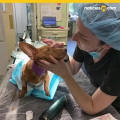 Arrestan a madre e hija por cortar las patas traseras de perrito.mp4