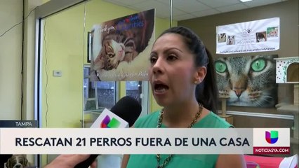 Rescatan a 21 perros a las afueras de una casa