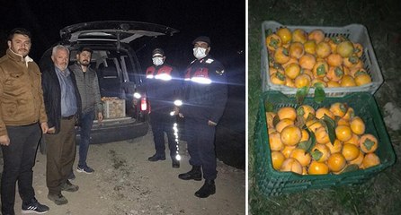 Cennet elması hırsızları ağaç dalında yakalandı