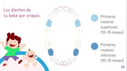 TODOBEBÉ | LOS DIENTES DE TU BEBÉ POR ETAPAS