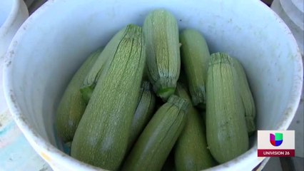 Calabazas en Juárez