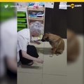 Perro callejero con pata lesionada pide ayuda en farmacia