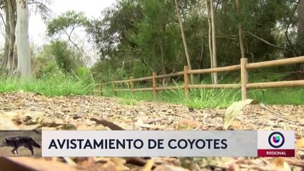 Auyentamiento de coyotes 6 pm