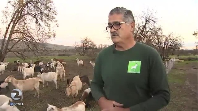 Thieves steal herd of pregnant goats - Story KTVU - http ktvu.comnewsthieves-steal-herd-of-pregnant-goats#