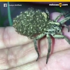 Araña lobo carga a más de 100 crías en su espalda