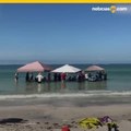 Intentan salvar a 5 ballenas varadas en playa de Florida.mp4