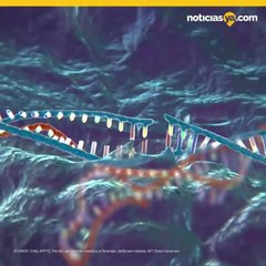 Desaparece científico chino que dijo crear bebés con genes modificados