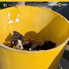 Balde con cachorritos abandonados