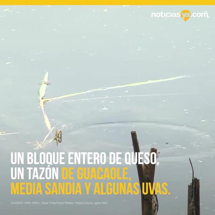 Caiman arruina picnic